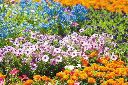 世园会夏日热情来袭 180万盆夏季花卉开始更换