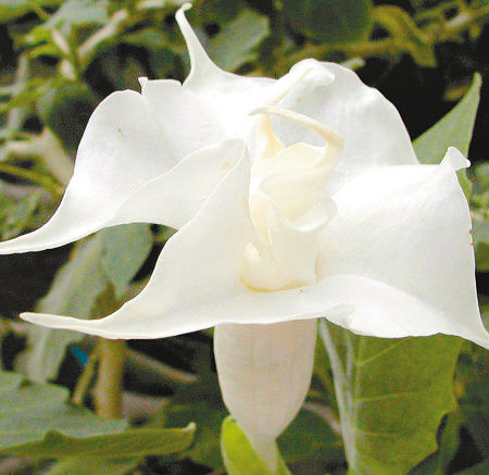 曼陀罗花绽放自然馆 堪称世界上最神秘的花朵